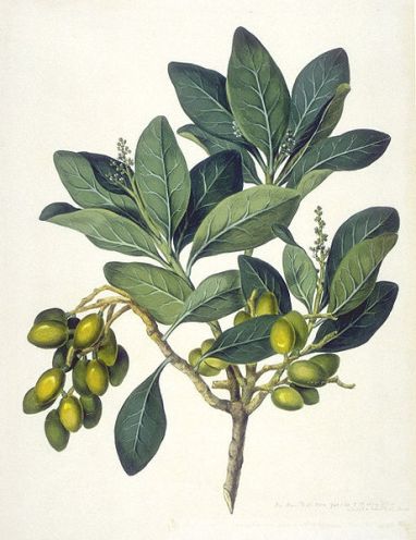 Corynocarpuslaevigatus 'Karaka' - John Frederick Miller - The Endeavour Botancial Illustrations