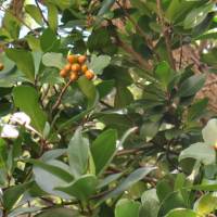 Karaka - Corynocarpus laevigatus