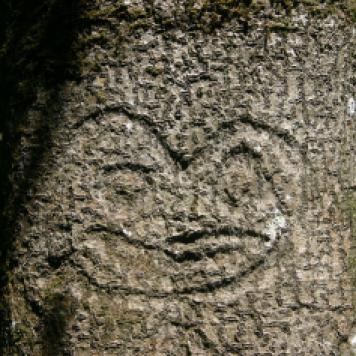 Moriori tree carving, or dendroglyph, found in the Chatham Islands.