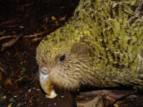 Kakapo - Strigops habroptilus