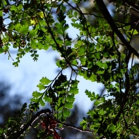 Celery Pine – Phyllocladus trichomanioides