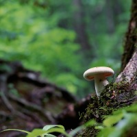 Māori & Mushrooms: Fungi in Aotearoa